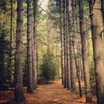 Black Forest Park North Bay - @emiliesagle