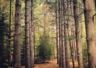 Black Forest Park