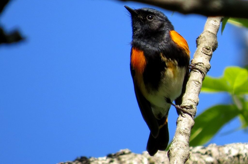 Fantastic Birds and Where to Find Them