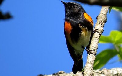 Fantastic Birds and Where to Find Them