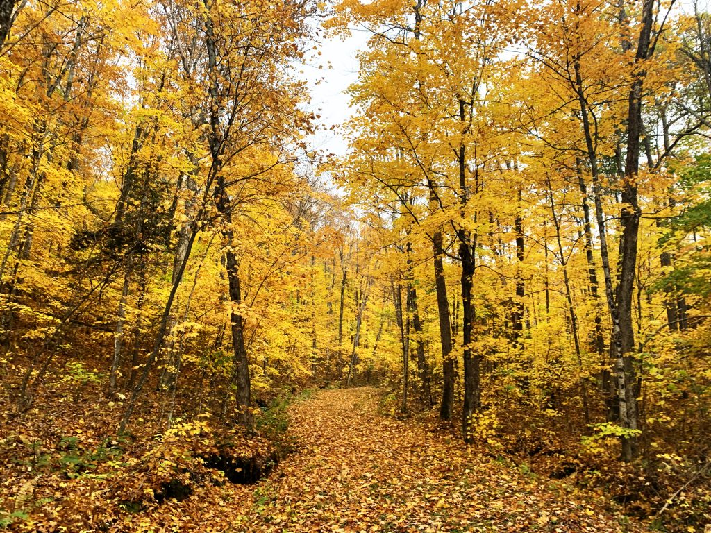 tamarack fall colours laurier woods