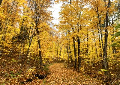 Laurier Woods Tamaracks in Fall tamarack fall colours laurier woods