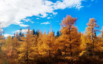 Discover a Hidden World Revealed on a Late Fall Hike