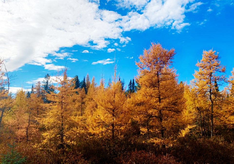 Discover a Hidden World Revealed on a Late Fall Hike