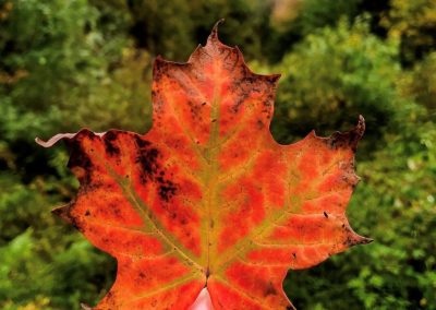 Fall leaf - credit Britta McBride seven ways to fall in love with north bay