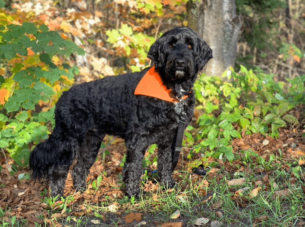 Fall hiking trails with your dog in North Bay