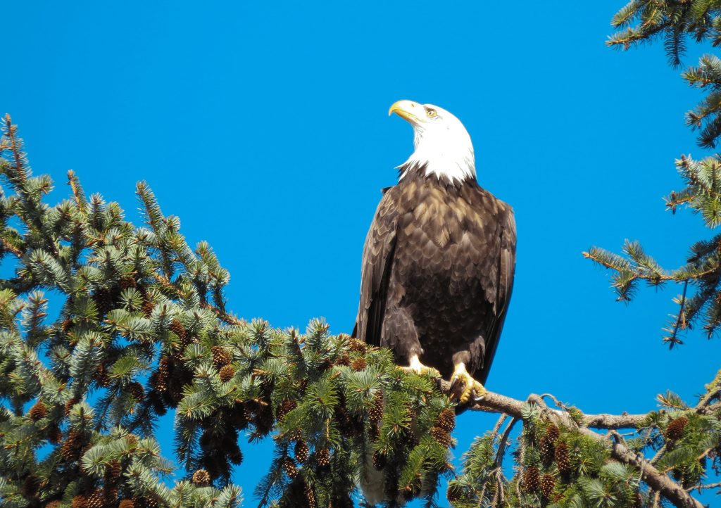 Bald eagle bridwatching in North Bay