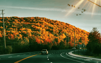 Local Tours