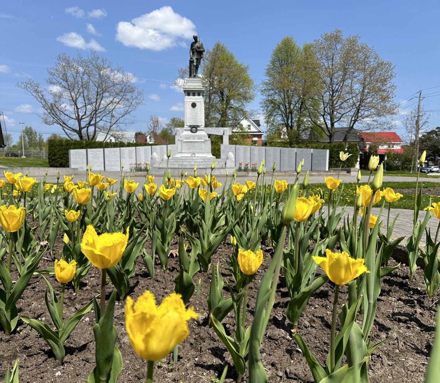north bay tulip tour