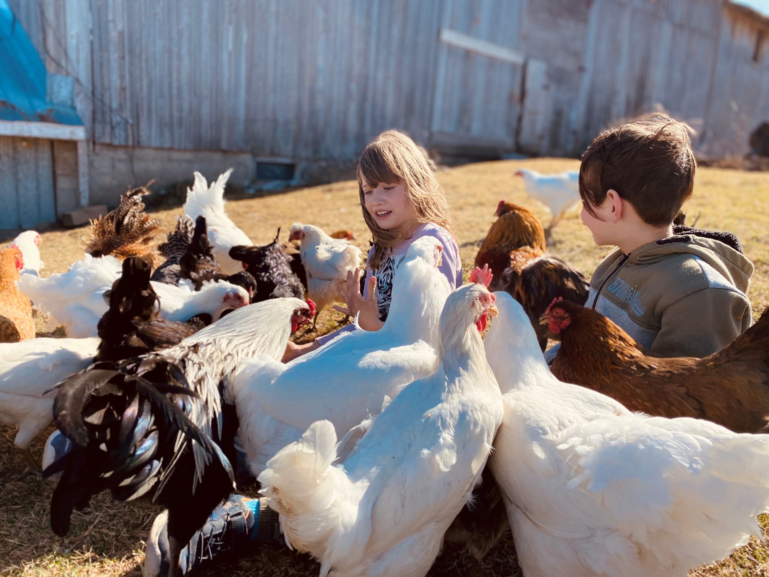 fall-farm-tours-kids-barnyard Fall farm tour at Old Mcdonald's Farm near North Bay