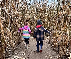 corn maze leisure farms